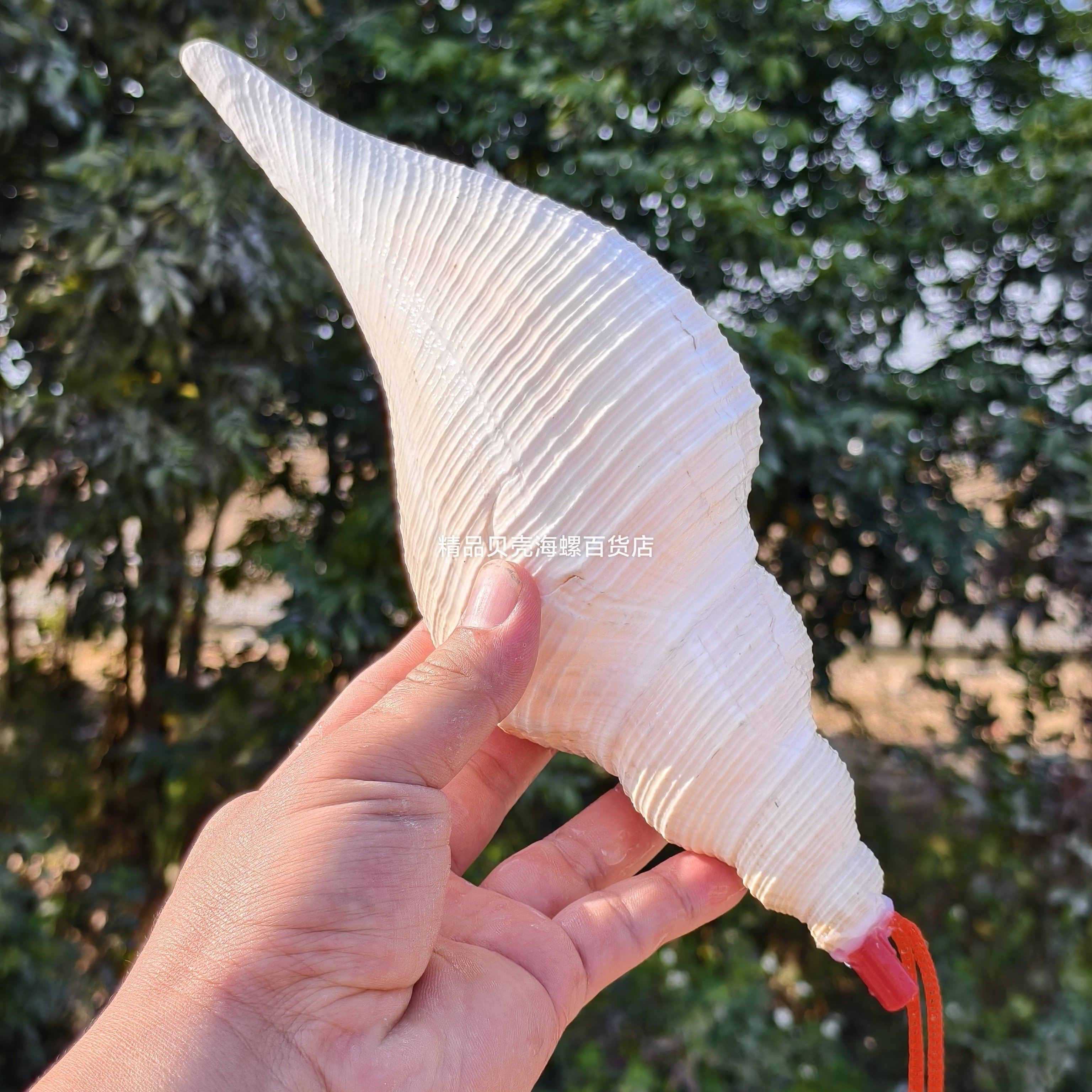 天然海螺号喇叭口哨超大海螺壳贝壳哨子儿童玩具小螺号创意礼物