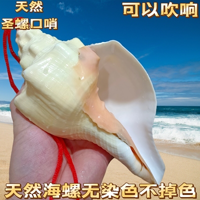 天然海螺贝壳超大圣螺 鱼缸造景摆件收藏螺号可吹响特大号角包邮