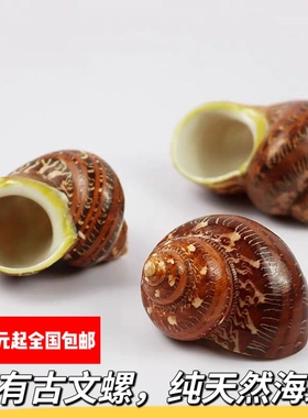 天然海螺 古文猫眼螺 寄居蟹替换备用壳手工diy去皮 三湖卷贝躲避