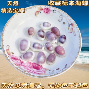 天然宝螺稀有粉色宝螺猪仔螺贝币造景摆设装饰礼物创意diy材料