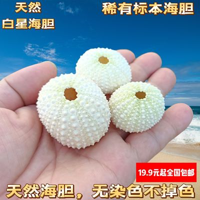 天然粉海胆贝壳海螺创意手工diy地中海装饰地台空气凤梨多肉花盆