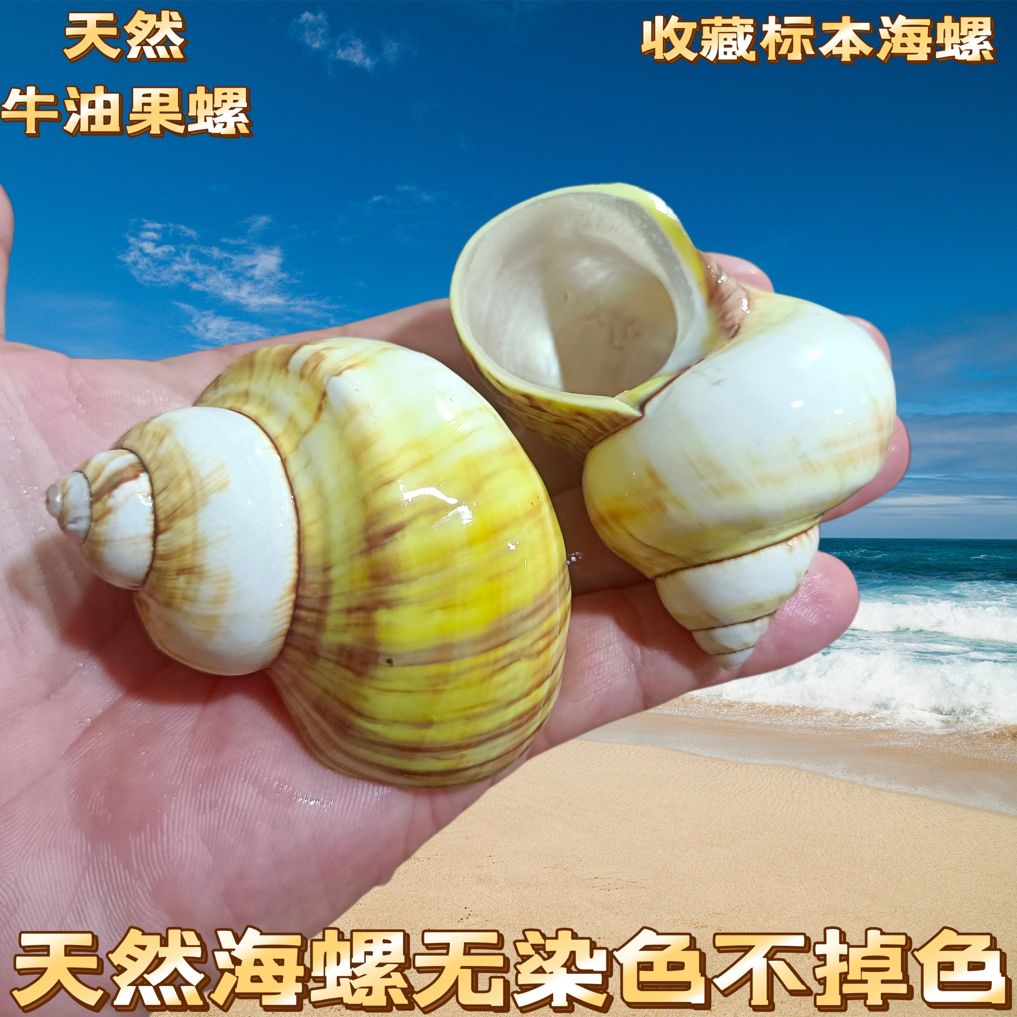 天然海螺贝壳牛油果螺寄居蟹替换壳鱼缸造景家居摆件装饰品