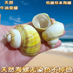 天然海螺贝壳牛油果螺寄居蟹替换壳鱼缸造景家居摆件装饰品