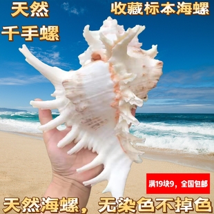天然大海螺贝壳白麒麟螺家居摆件鱼缸造景水族箱装饰大贝壳海螺壳