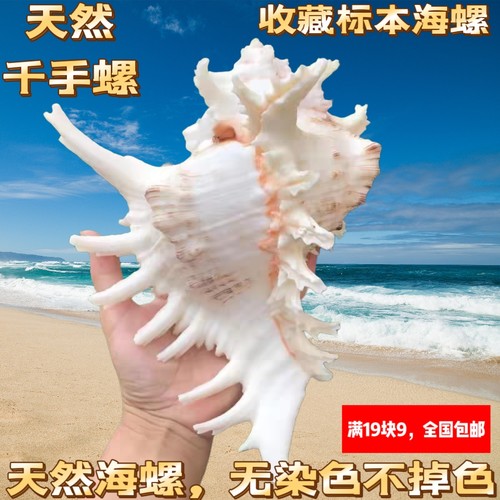 天然大海螺贝壳白麒麟螺家居摆件鱼缸造景水族箱装饰大贝壳海螺壳
