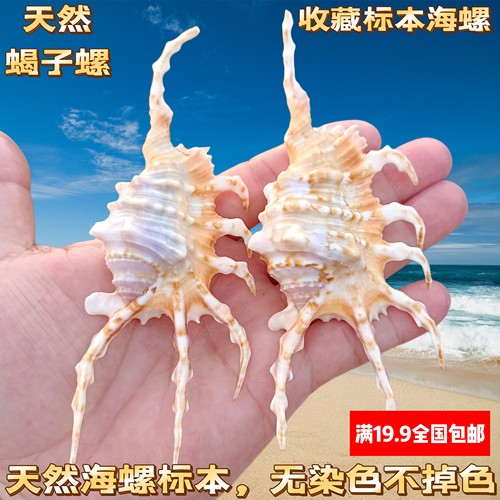 蝎子螺七角螺蜘蛛螺天然海螺贝壳鱼缸装饰品家居婚庆地台橱窗摆件
