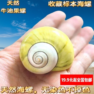 风车牛油果螺中大号寄居蟹替换壳天然海螺贝壳鱼缸造景卷贝鱼装饰