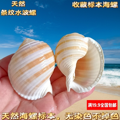 花琴螺海螺壳天然贝壳鱼缸卷贝鱼繁殖壳多肉天然室内摆件寄居蟹壳