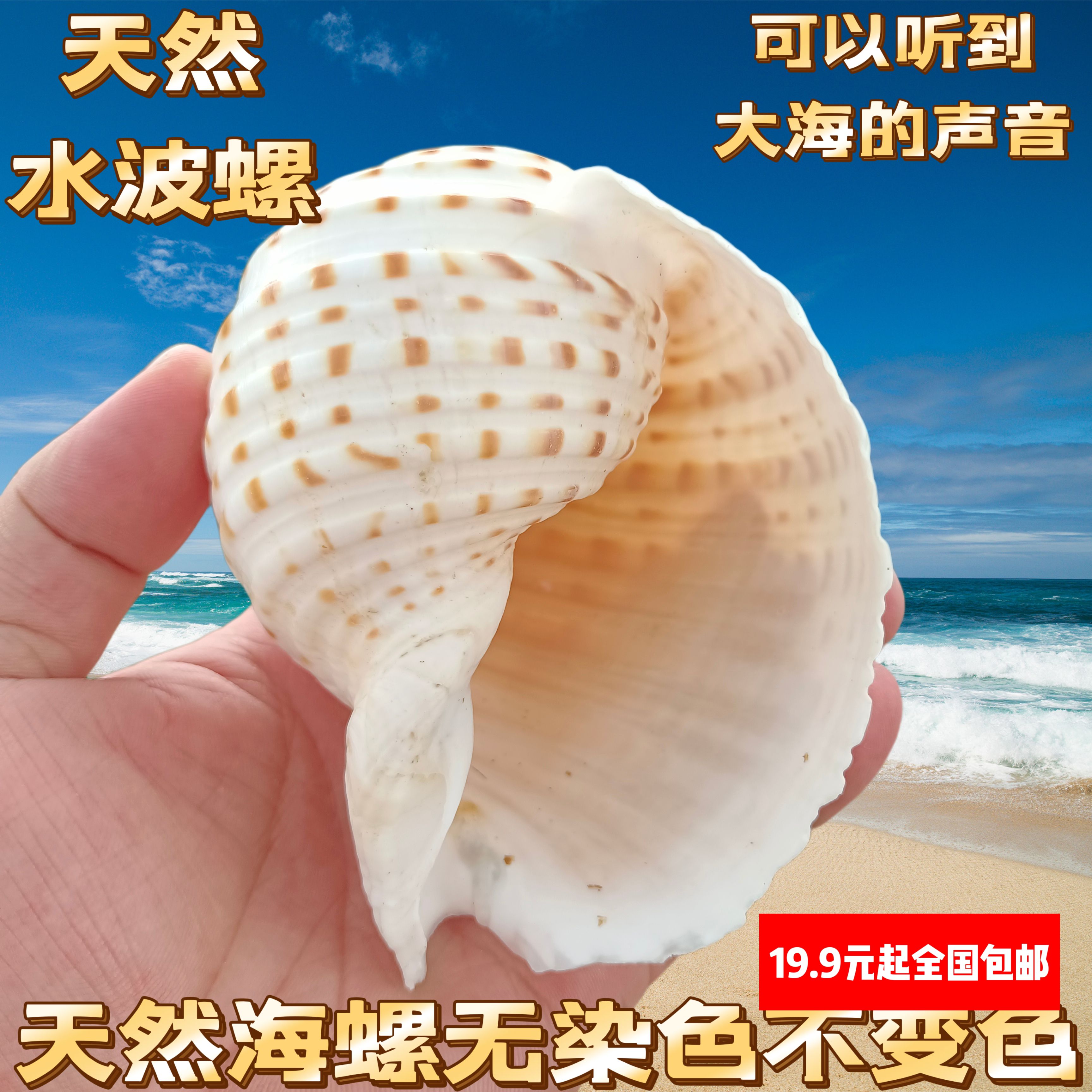 满额包邮天然超大海螺贝壳花点琴螺鱼缸卷贝鱼繁殖壳多肉花盆摆件