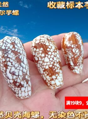 天然稀有海螺贝壳宫廷芋螺奥马尔芋螺收藏标本螺创意家居橱窗摆件