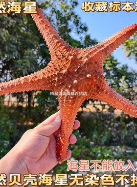 天然大海星标本海王星风干霸王星面包拇指星海螺贝壳珊瑚壳海螺