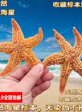 【真海星 不染色 可看货】超绚丽黄金大海星 贝壳海螺收藏标本