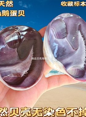 IN Chaos小众天然贝壳彩色玻璃底座首饰托盘味碟甜品盘水果盘食盘