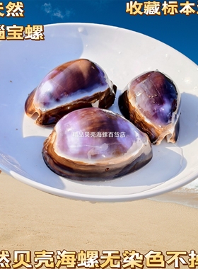 【可视频看实物】【精心打磨上油】天然无染色紫色宝螺4-8厘米
