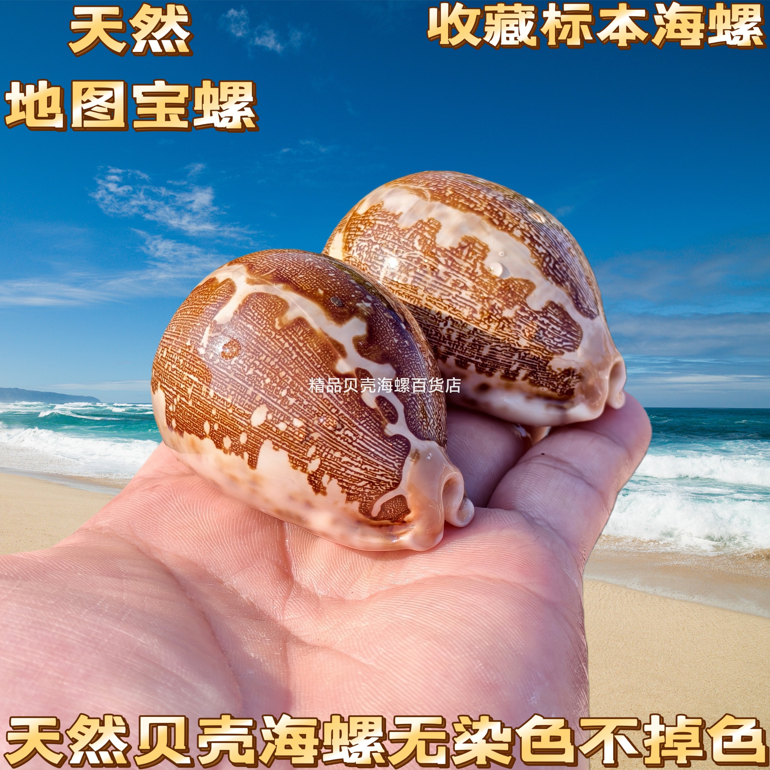 地图宝螺天然稀有海螺贝壳把玩收藏鱼缸造景家居地中海装饰摆件图片