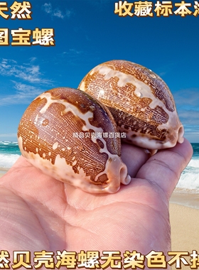 地图宝螺天然稀有海螺贝壳把玩收藏鱼缸造景家居地中海装饰摆件