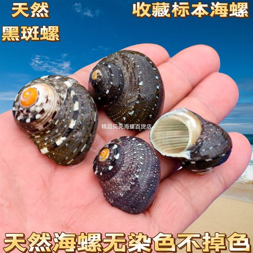 天然海螺贝壳去皮银口螺寄居蟹替换壳鱼缸造景装饰摆件卷贝鱼繁殖