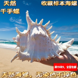 天然大海螺贝壳白千手螺家居摆件鱼缸造景水族箱装饰大贝壳海螺壳