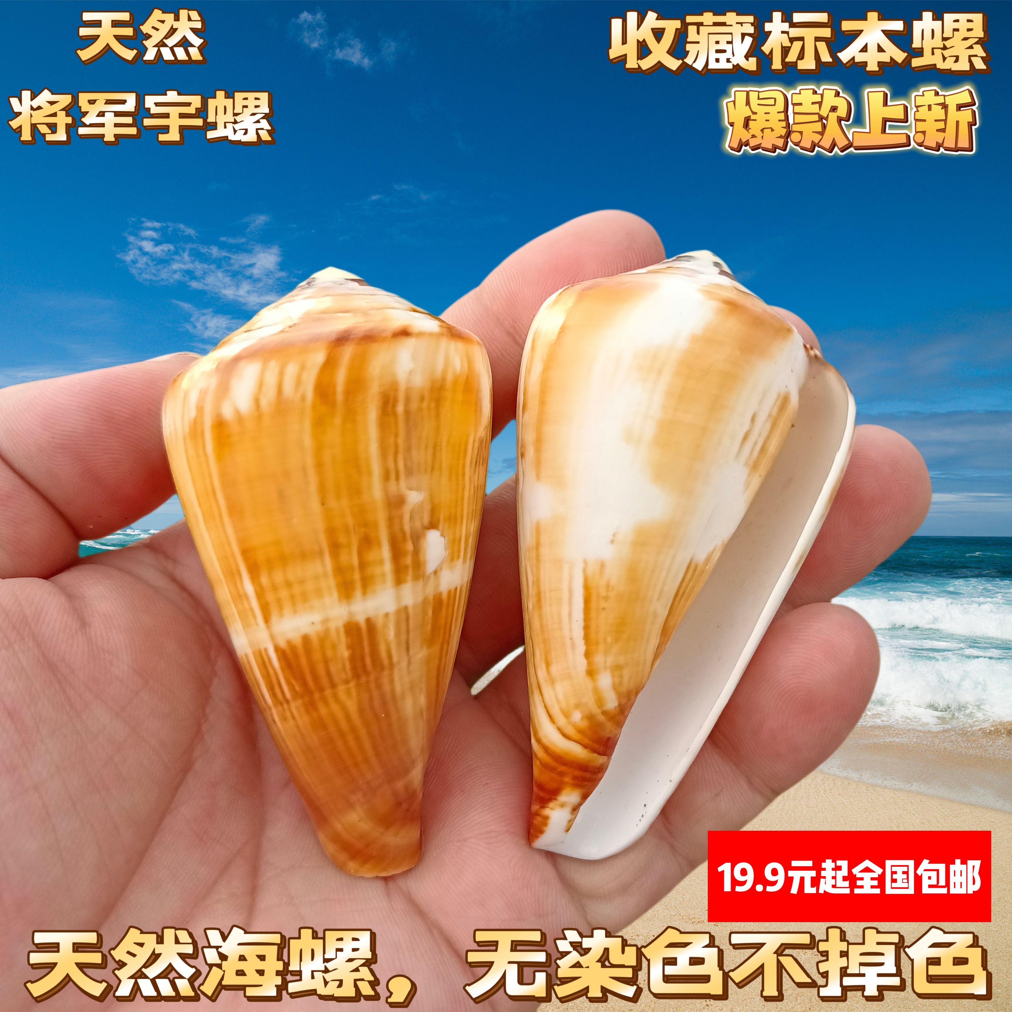 天然海螺贝壳将军芋螺鱼缸水族箱造景地中海风格家居橱窗装饰摆件