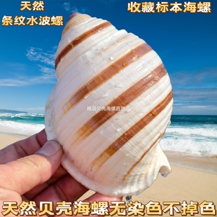 花点琴螺大海螺壳天然贝壳鱼缸卷贝鱼繁殖壳多肉天然室内摆件好看