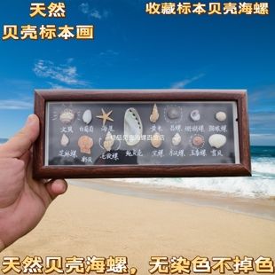 威海文创螃蟹标本贝壳相框摆台生活小物装饰摆件青岛烟台三亚大连