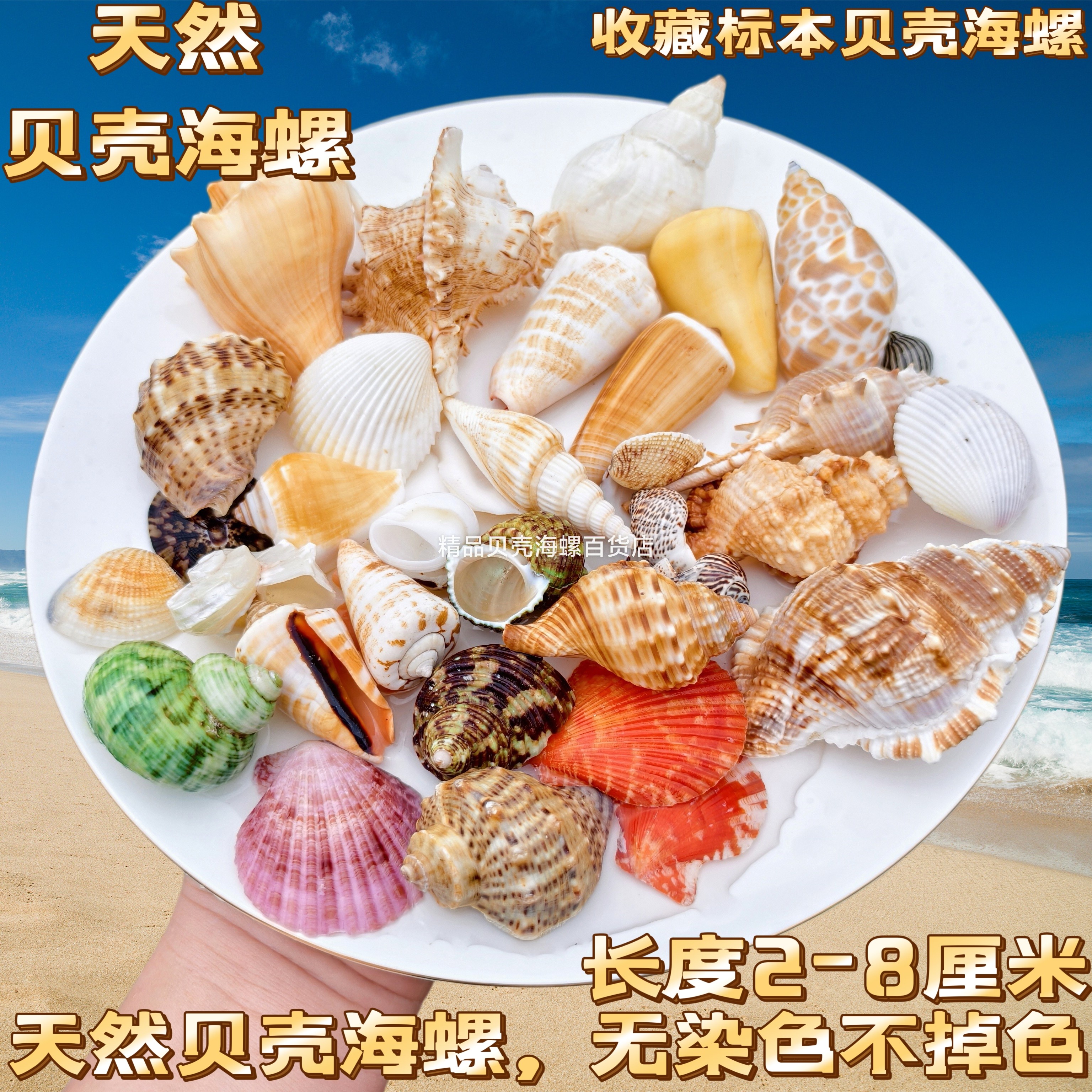 贝壳海螺海星套餐鱼缸水族箱地台橱窗造景摆件儿童玩具生日小礼物
