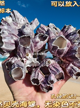藤壶花 天然海螺贝壳 海石花 水族鱼缸造景装饰卷贝鱼三湖繁殖屋