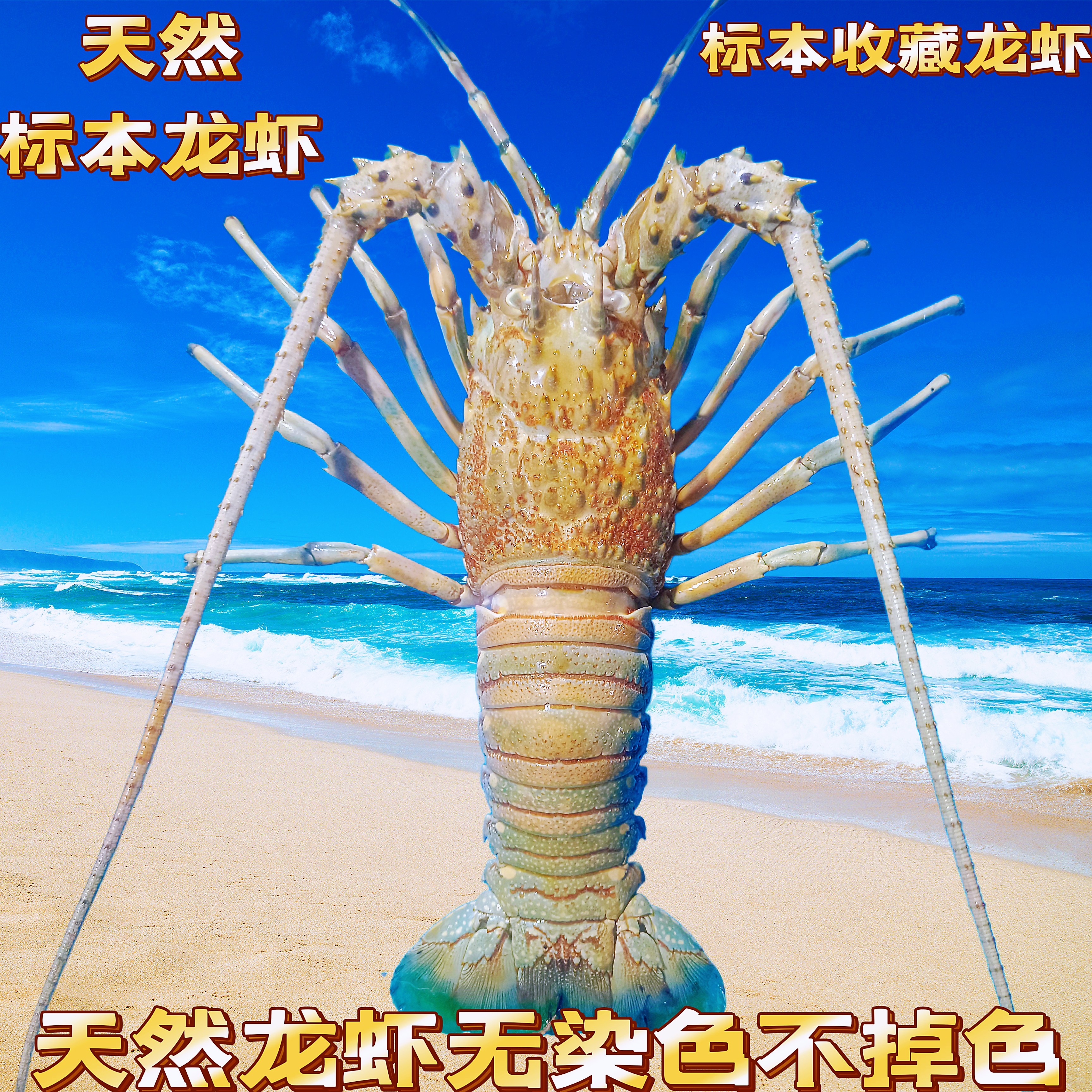 大青龙虾中国龙虾标本成品个人收藏摆件装饰博物馆科普模型花龙