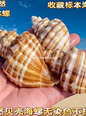 天然海螺贝壳红口花旋螺卷贝鱼寄居蟹替换壳 鱼缸水族造景摆件