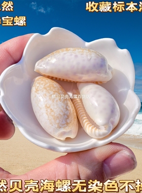 稀有宝螺贝壳标本混装粉色紫色天然迷你小海螺diy装饰收藏小礼物