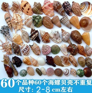 天然海螺贝壳海星鱼缸水族箱造景装饰寄居蟹换壳工艺品收藏小礼物