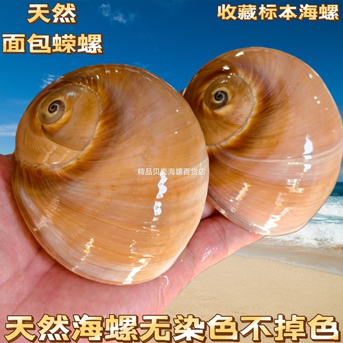 天然海螺贝壳面包螺蜗牛螺大号寄居蟹卷贝鱼替换壳鱼缸水族造景