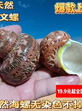 古文螺猫眼嵘螺天然贝壳海螺鱼缸造景家居装饰卷贝鱼寄居蟹替换壳