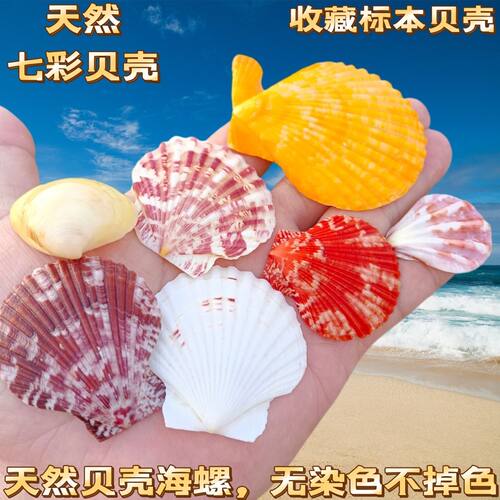 彩色贝壳天然扇形彩色贝壳手工制作diy 地台天然扇贝道具拍摄装饰