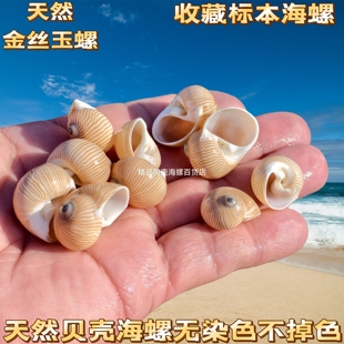 天然海螺贝壳鸟蛋蜗牛螺金丝玉螺标本螺鱼缸水族造景寄居蟹替换壳