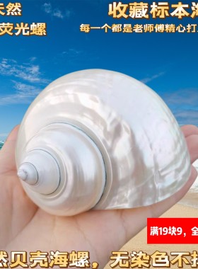 大夜光螺 炫彩珍珠光泽月光嵘螺天然贝壳海螺光滑收藏螺 家居摆件