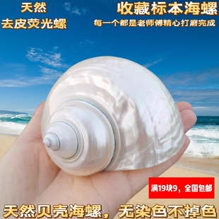 大夜光螺 炫彩珍珠光泽月光嵘螺天然贝壳海螺光滑收藏螺 家居摆件
