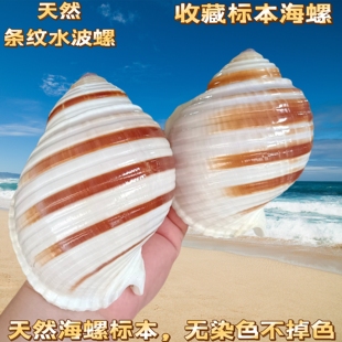 花点琴螺大海螺壳天然贝壳鱼缸卷贝鱼繁殖壳多肉天然室内摆件好看