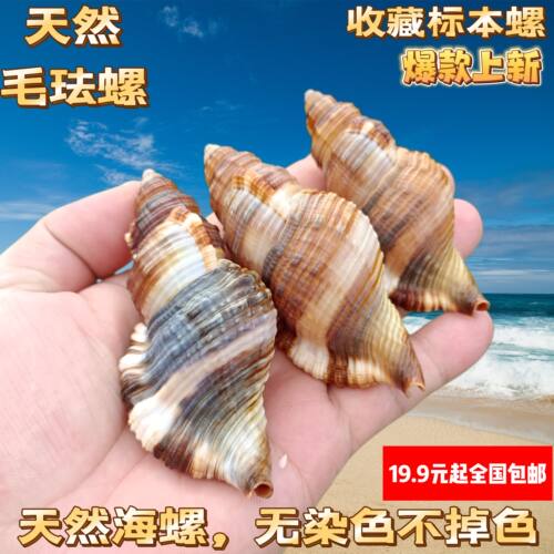 毛法螺 天然海螺贝壳毛嵌线螺稀有标本收藏鱼缸造景寄居蟹替换壳