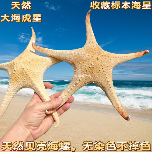 天然海星霸王荆棘星地中海地台家居橱窗装饰创意摆件海洋拍摄道具