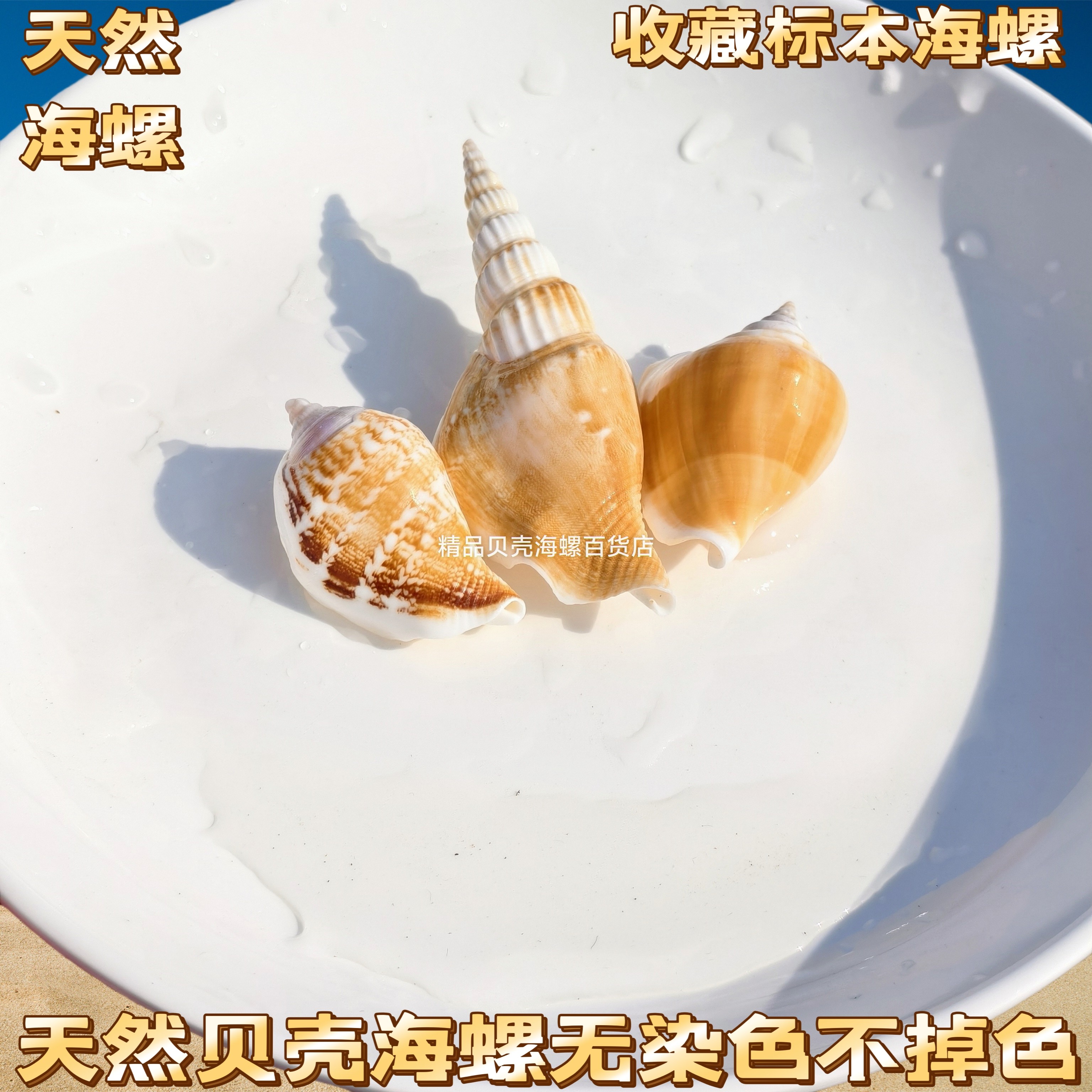 天然海螺贝壳鱼缸造景套餐水族箱装饰海螺海星珊瑚布景摆件工艺品