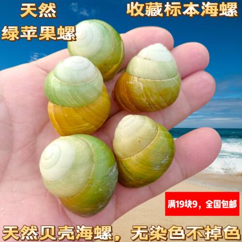 天然海螺贝壳绿苹果蜗牛壳鱼缸造景装饰各种蜗牛标本寄居蟹替换壳