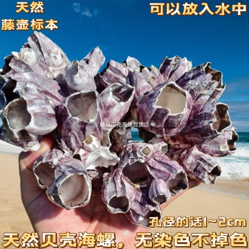 天然海螺贝壳紫藤壶贝空壳大马牙创意家居装饰水族鱼缸造景寄居屋