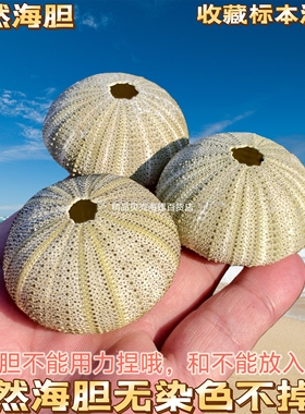 天然海胆壳白粉色海胆青绿色八卦海胆壳diy家居装饰摄影道具摆件