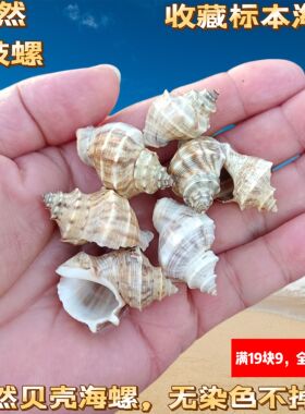 天然海螺贝壳棱角岩螺卷贝鱼寄居蟹替换壳水族鱼缸造景装饰摆件