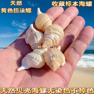 海螺贝壳白扭法螺稀少收藏标本螺地中海家居橱窗装饰鱼缸造景