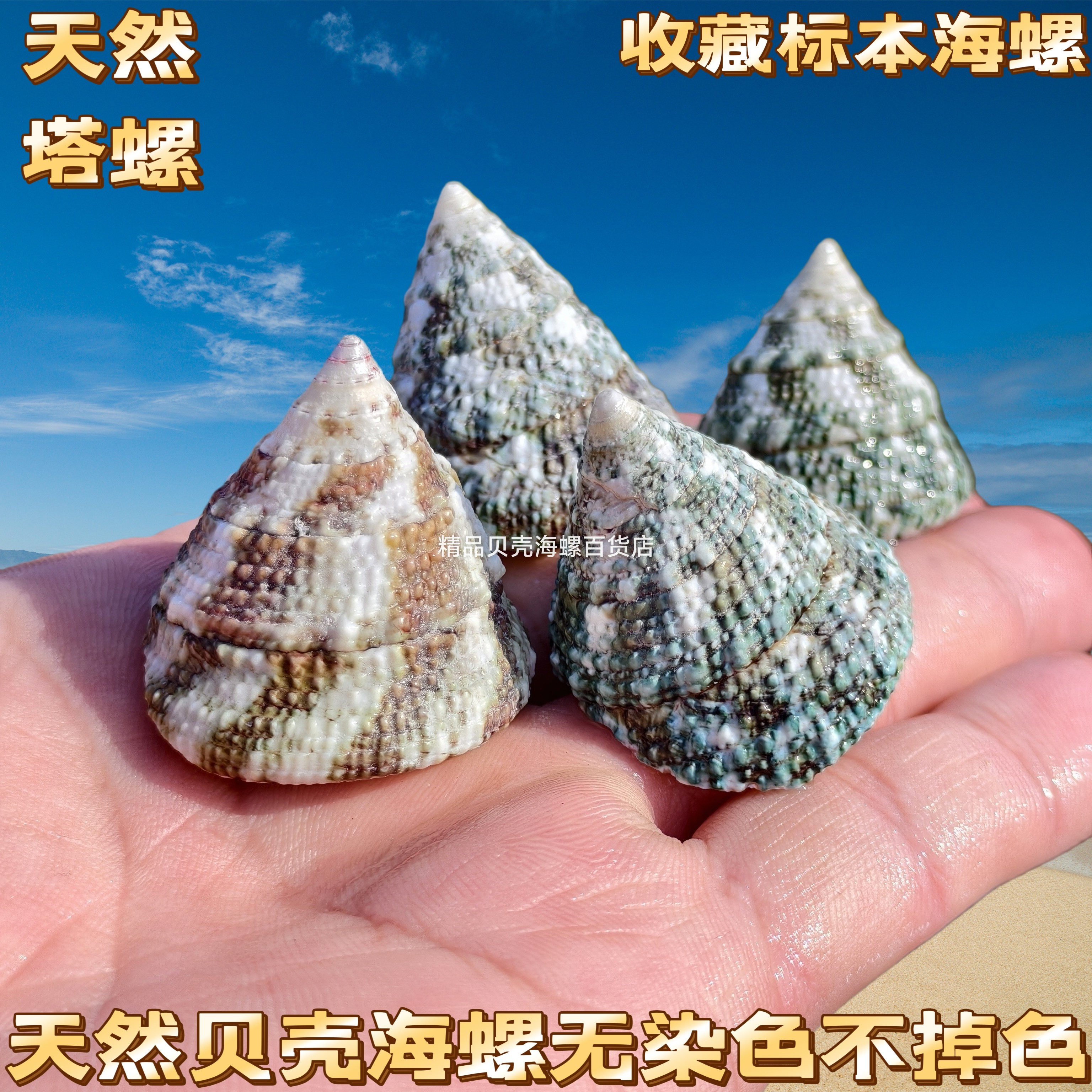 纯天然海螺绿塔螺贝壳寄居蟹豆丁替换卷贝鱼鱼缸装饰造景手工摆件图片
