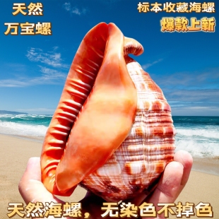 包邮 万宝螺天然超大海螺贝壳四大名螺礼品鱼缸造景水族装 饰品摆件