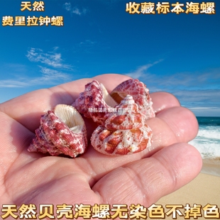 纯天然费里拉钟螺稀有收藏标本鱼缸装饰水族造景寄居蟹替换壳