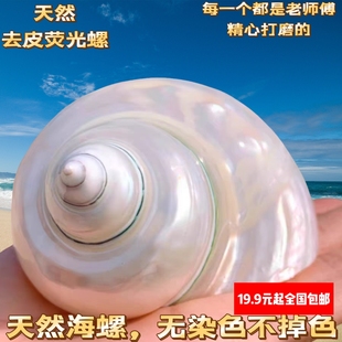 贝壳海螺脱皮大绿螺珍珠螺寄居蟹卷贝鱼用壳鱼缸装饰地台摆件把玩